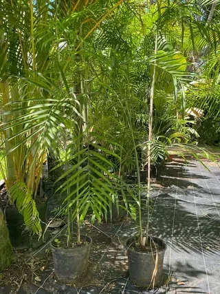 Chamaedorea Seifrizii — Nursery in Bluewater QLD
