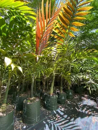 Chambeyronia Macrocarpa — Nursery in Bluewater QLD