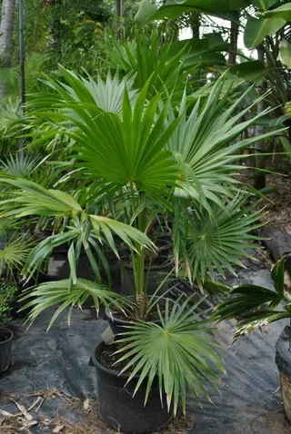 Cocothrinax Species — Nursery in Bluewater QLD