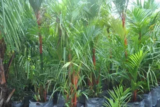 Cyrtostachys Lakka — Nursery in Bluewater QLD