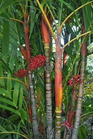 Areca vestiaria — Nursery in Bluewater QLD