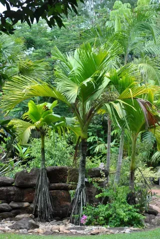 Serene Bluewater Palms Complement the Lush Surroundings of the Park — Nursery in Bluewater QLD