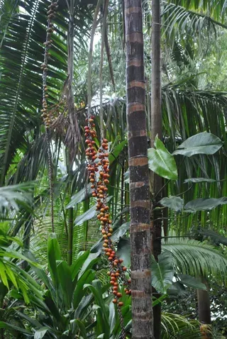 Calyptrocalyx Spicatus — Nursery in Bluewater QLD