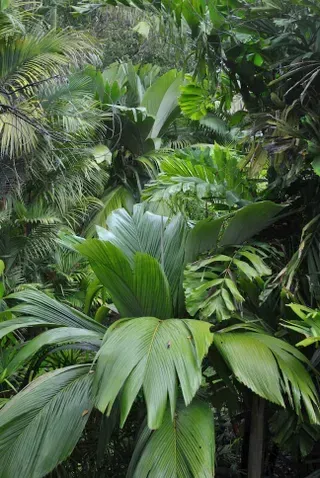 Pelagadoxa Henryana — Nursery in Bluewater QLD