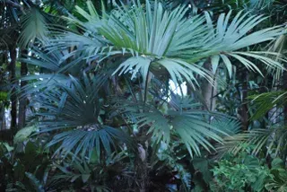 Cryosophila Albida — Nursery in Bluewater QLD
