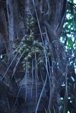 Arenga Tremula — Nursery in Bluewater QLD