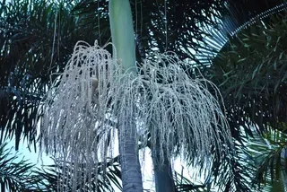 Archontophoenix Alexandrae — Nursery in Bluewater QLD