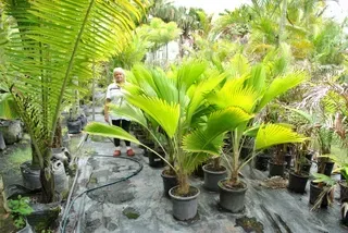 Pritchardia Pacifica — Nursery in Bluewater QLD