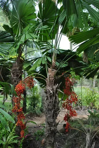 Licuala Ramsayii — Nursery in Bluewater QLD
