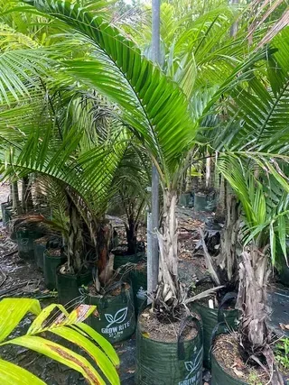 Dictyosperma Album var Rubra — Nursery in Bluewater QLD