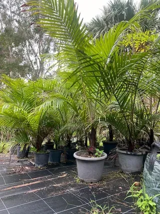 Dypsis Leptocheilos — Nursery in Bluewater QLD