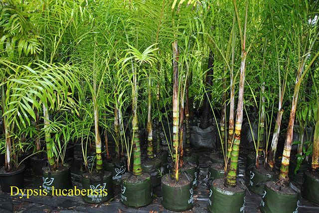 Dypsis lucabensis — Garden Centre in Bluewater QLD