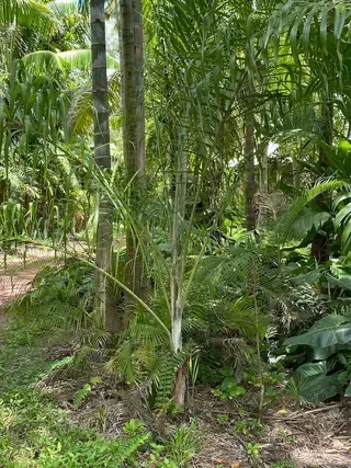 Dypsis Tsaronvatsira — Nursery in Bluewater QLD