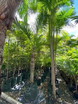 Gaussia Maya — Nursery in Bluewater QLD