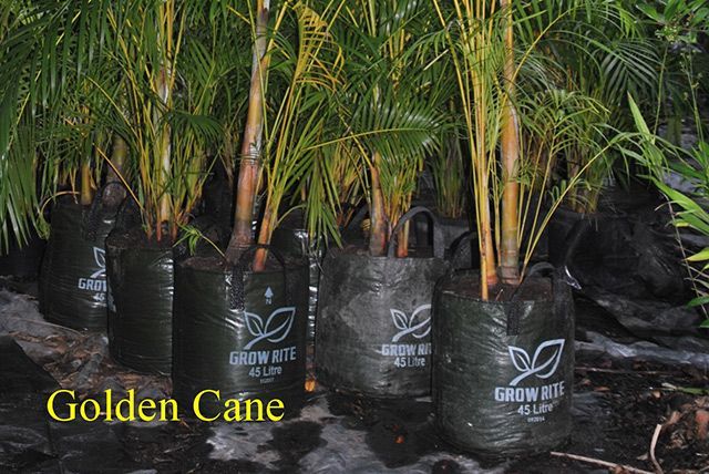 Golden Cane — Garden Centre in Bluewater QLD