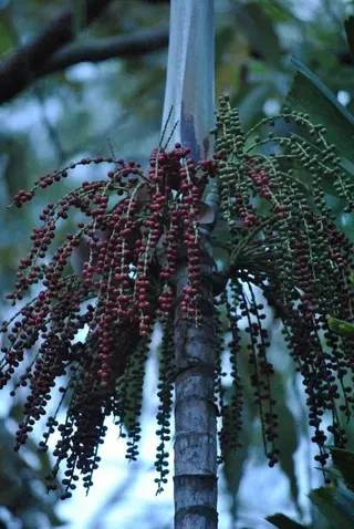 Hydrostelle Wendlandiana — Nursery in Bluewater QLD