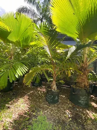 Hyophorbe Lagenicaulis — Nursery in Bluewater QLD