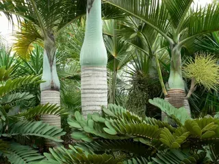 Hyophorbe Verschaffeltii — Nursery in Bluewater QLD