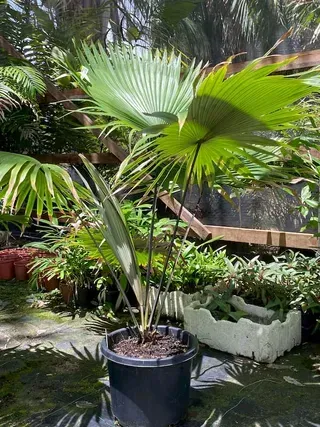 Kerriodoxa Elegans — Nursery in Bluewater QLD