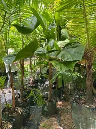 Licuala Grandis — Nursery in Bluewater QLD