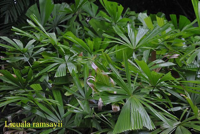 Licuala ramsayii — Garden Centre in Bluewater QLD
