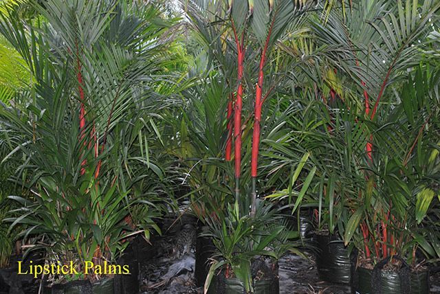 Lipstic palms — Garden Centre in Bluewater QLD