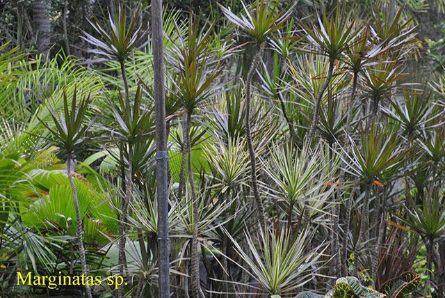 Marginatas — Garden Centre in Bluewater QLD