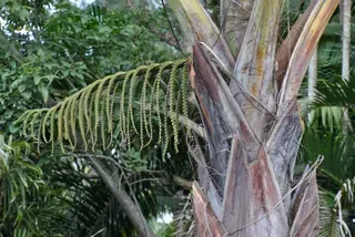 Mauritia Flexuosa — Nursery in Bluewater QLD