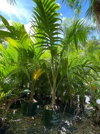 Neoveitchia Storkii — Nursery in Bluewater QLD