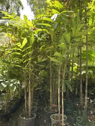 Normanbya Normanbyi — Nursery in Bluewater QLD