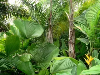 Licuala Elegans — Nursery in Bluewater QLD