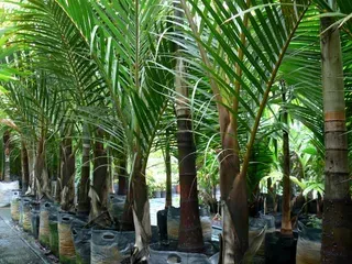 Dypsis Lastelliana — Nursery in Bluewater QLD