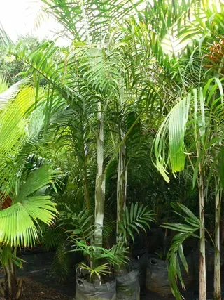 Dypsis Lucabensis — Nursery in Bluewater QLD