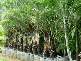 Dypsis Decaryi — Nursery in Bluewater QLD
