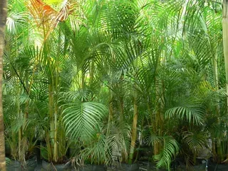 Dypsis Lutescens — Nursery in Bluewater QLD