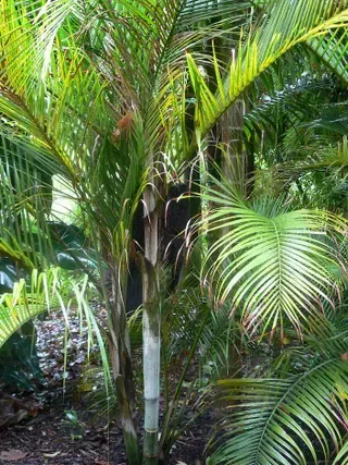 Dypsis Cabadae — Nursery in Bluewater QLD