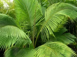Beccariophoenix Madagascariensis — Nursery in Bluewater QLD