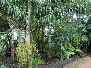 Dypsis Ambrositrae — Nursery in Bluewater QLD