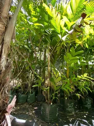 Pinanga Adangensis — Nursery in Bluewater QLD