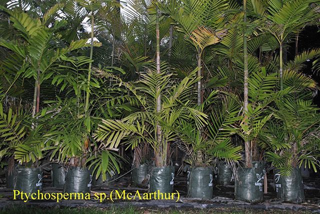 Ptychosperma — Garden Centre in Bluewater QLD