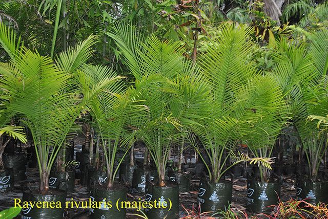 Ravenea rivularis majestic — Garden Centre in Bluewater QLD