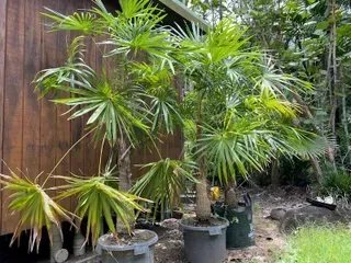 Schippia Concolor — Nursery in Bluewater QLD