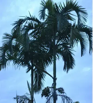 Actinorhytis calapparia — Nursery in Bluewater QLD