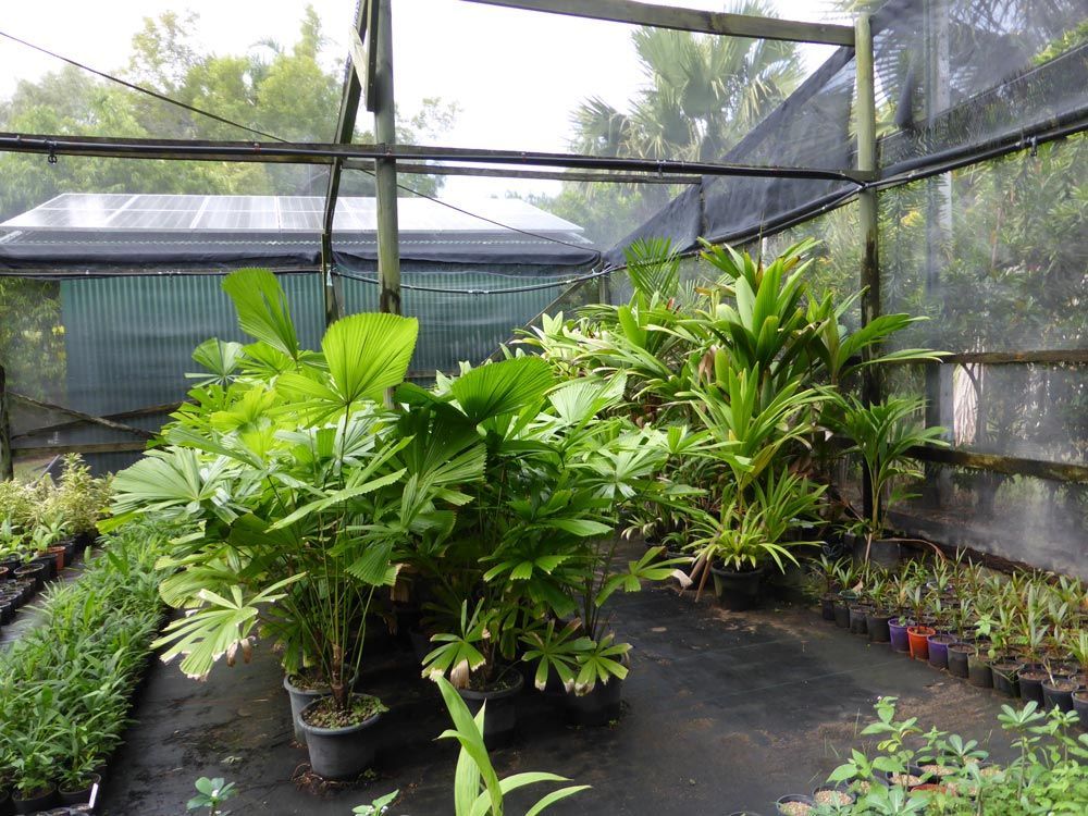 Exquisite Bluewater Palms Shadehouse Plants for a Touch of Elegance in Your Garden — Garden Centre in Bluewater QLD