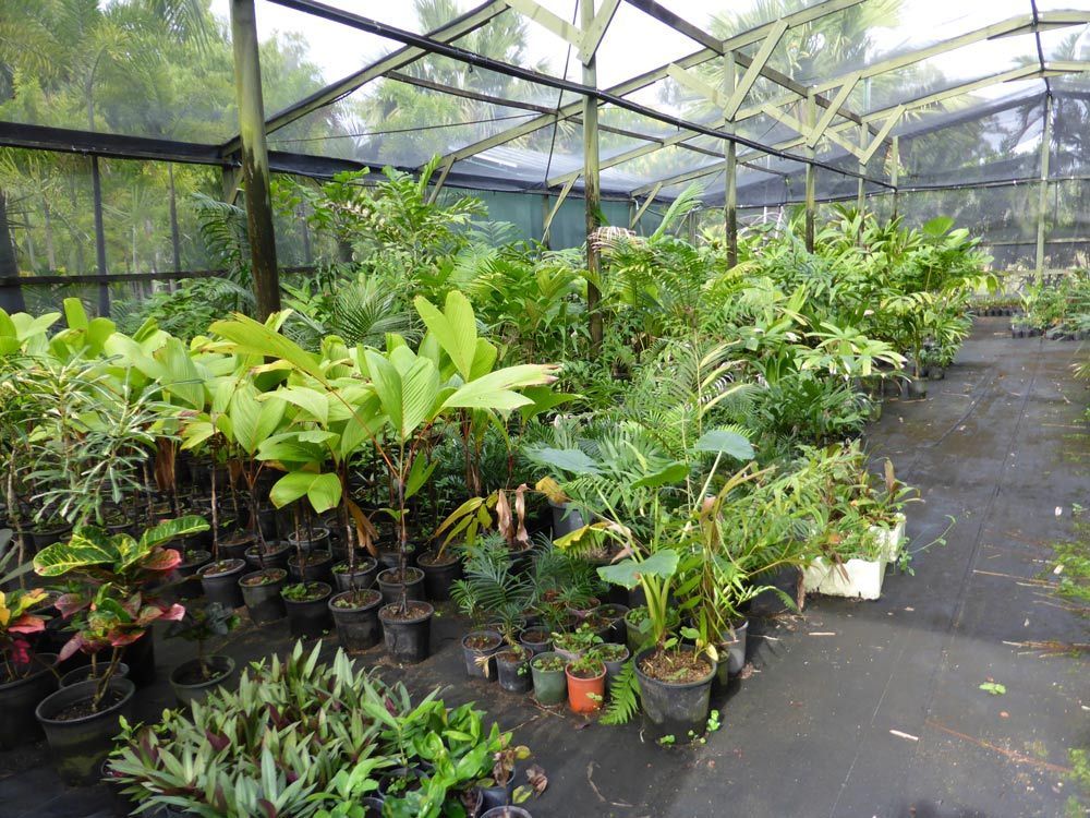 Nursery in Townsville Bluewater Palms