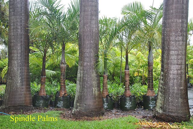 Spindle palms — Garden Centre in Bluewater QLD