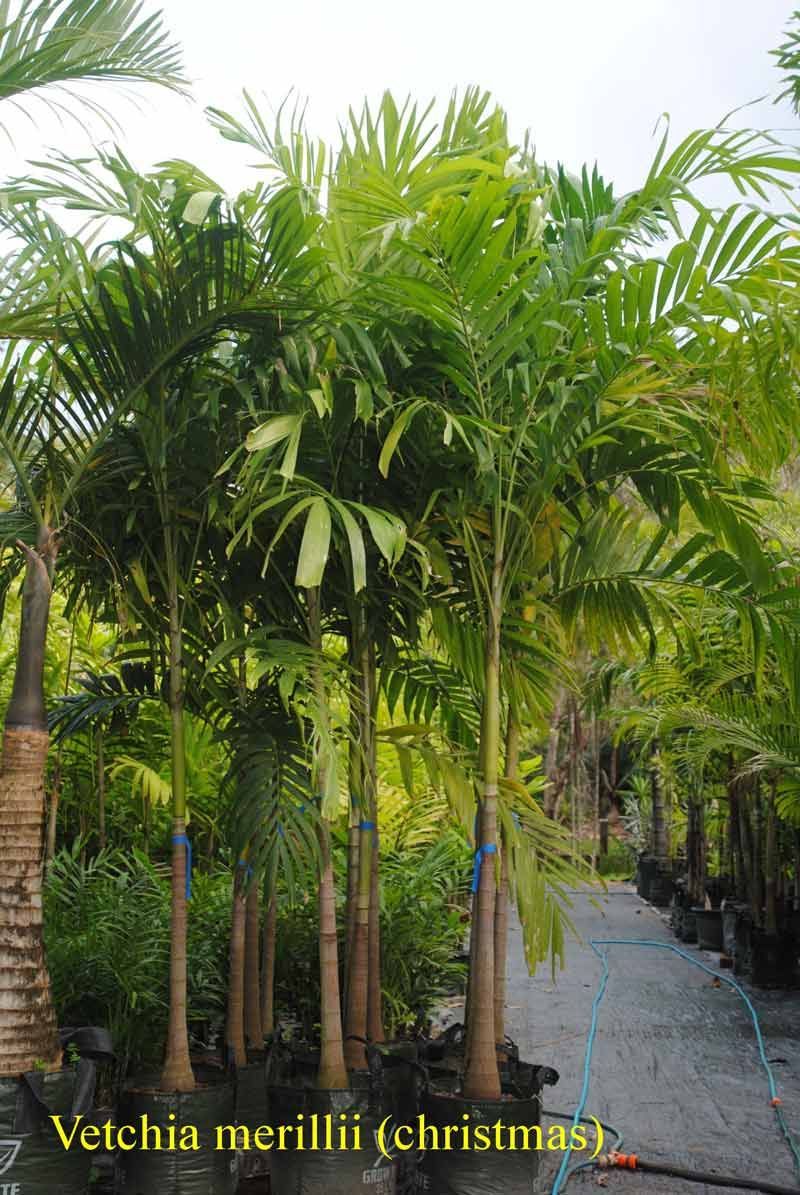 Gracefully Adorning the Landscape, the Christmas Palm (Veitchia merillii) Adds a Touch of Tropical Elegance to Bluewater Palms — Garden Centre in Bluewater QLD