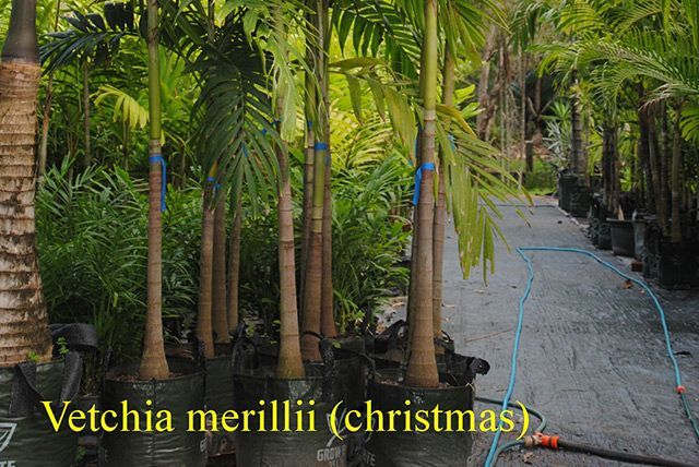 Veitchia merillii christmas — Garden Centre in Bluewater QLD
