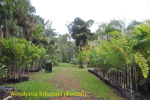 Wodyetia bifurcata Foxtails — Garden Centre in Bluewater QLD