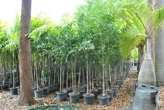 Wodyetia Bifurcate — Nursery in Bluewater QLD